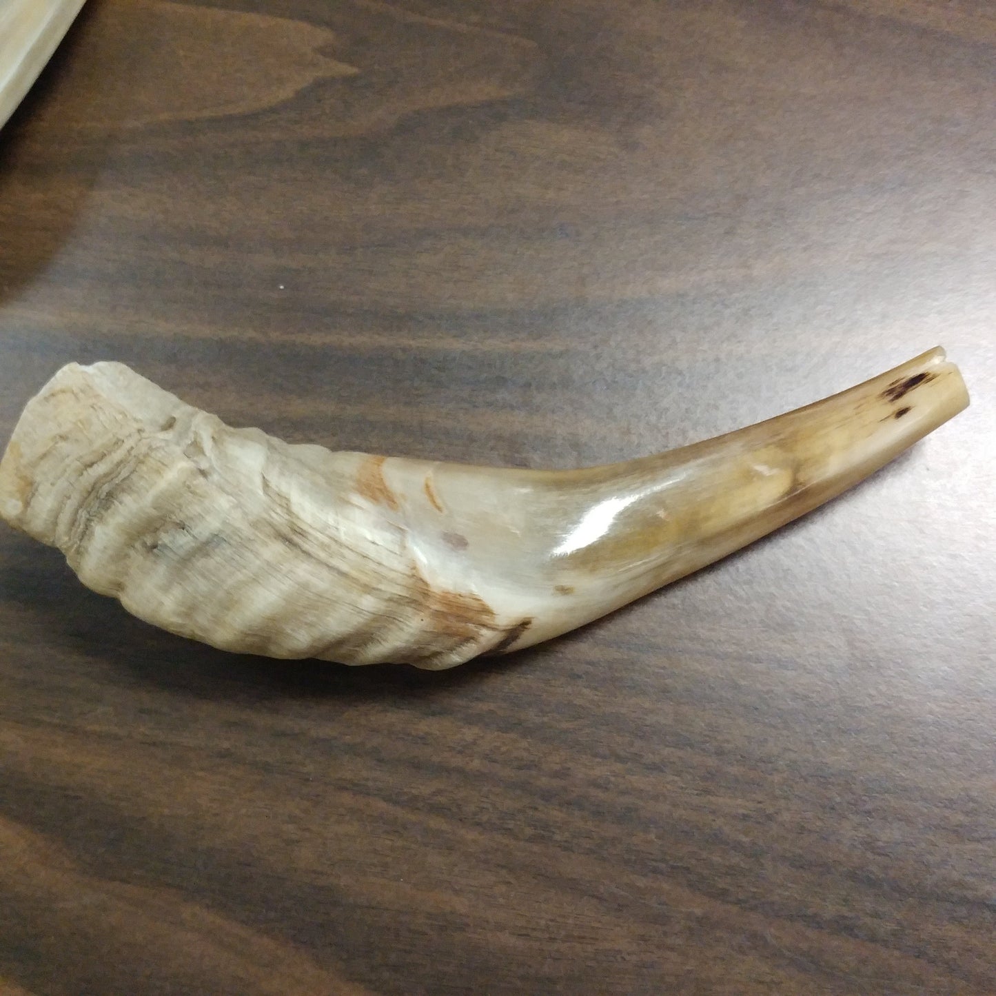 Shofar Small (s)